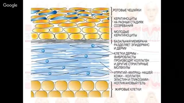 маркетинговая брехня про стволовые клетки смотреть онлайн