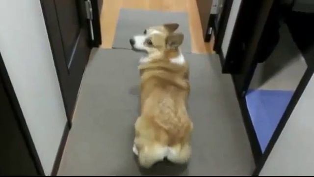 Собака танцует тверк смотреть онлайн