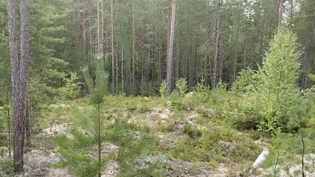 Карелия, о сборе ягод. смотреть онлайн