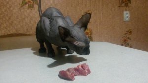 Канадский сфинкс и мясо!