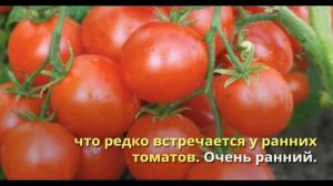 Ранние сорта помидоров для открытого грунта и тепли