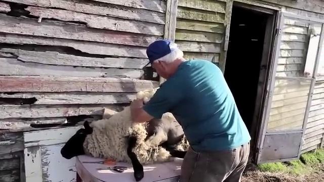 Sheep Shearing (Heart's Content) смотреть онлайн