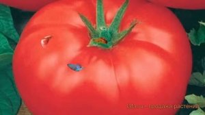Томат обыкновенный Волгоградский 5/95 розовый ? обзор: как сажать, семена томата