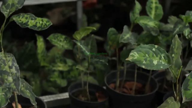 Aglonema pictum replanted смотреть онлайн