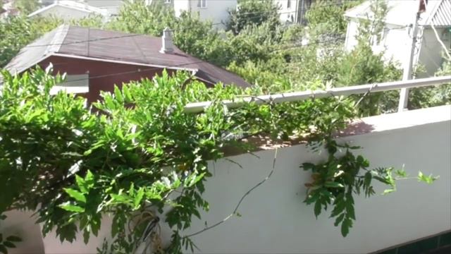 Дом Сновидений смотреть онлайн