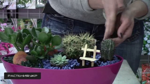 Композиция из кактусов и суккулентов NEW (2 серия) смотреть онлайн