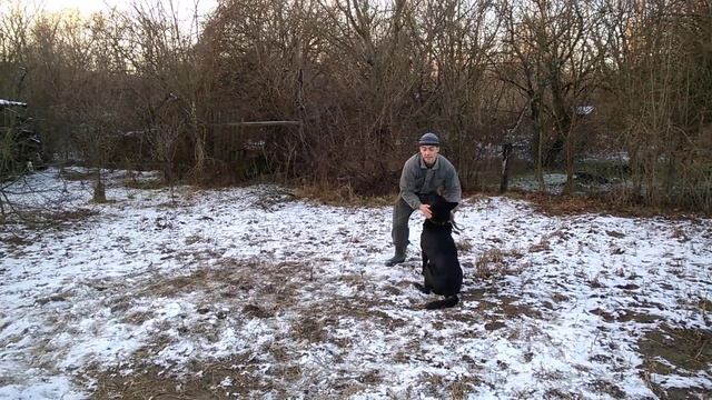 Дрессировка Восточно-европейской овчарки 1,6 г. Отработка команды ко мне. НКД смотреть онлайн