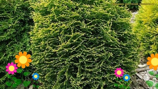 Туя западная вотэфилд. Краткий обзор, описание характеристик Thuja Occidentalis Waterfield