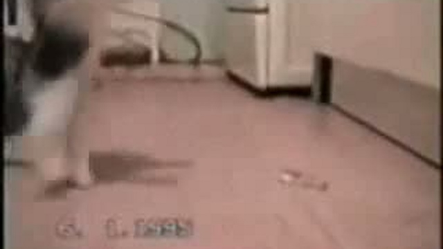 Забавные животные 18 смотреть онлайн