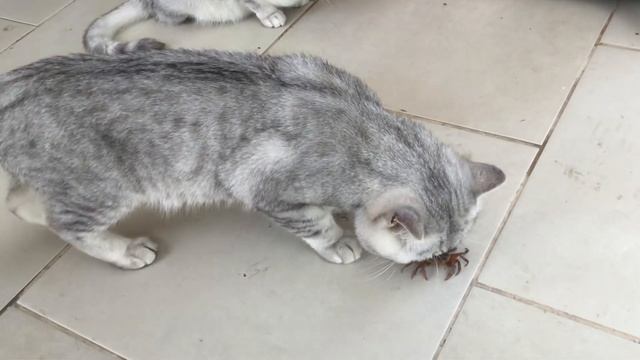 Осторожно ‼️ | Новый вид домашних животных ?? смотреть онлайн