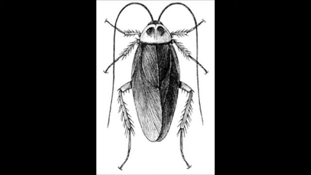 Underground Roaches смотреть онлайн