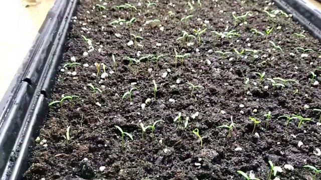 Ваш ГРУНТ после посева ПОКРЫЛСЯ ПЛЕСЕНЬЮ? Результат препарата МАКСИМ! смотреть онлайн