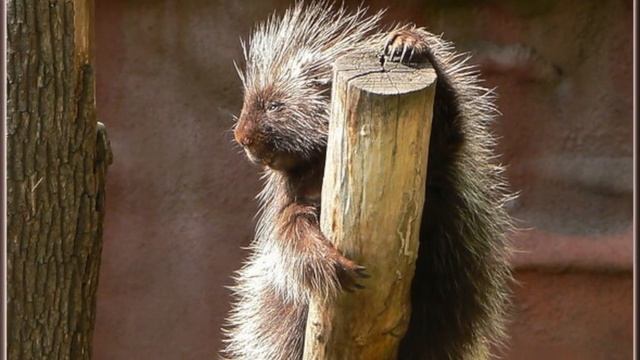 Удивительные соседи. Иглошерст смотреть онлайн