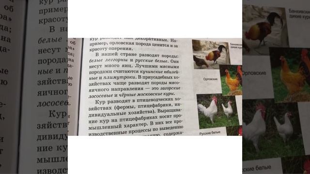 Биология/7 кл/ Значение птиц в природе и жизни человека/18.04.22 смотреть онлайн
