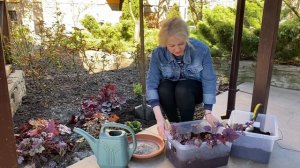 Деление гейхеры,посадка деленками  и черенками весной