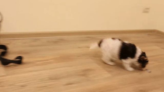 MVI 7164 биро и лиловый той солнышко алекси смотреть онлайн