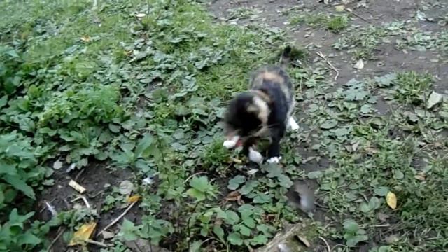 Кошка в деревне. Обычный обед обычной кошки. Кошка и мышка. смотреть онлайн