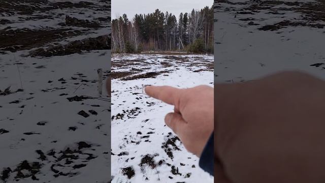 Очищенный участок от леса под строительство дома и его разметка на земле. смотреть онлайн