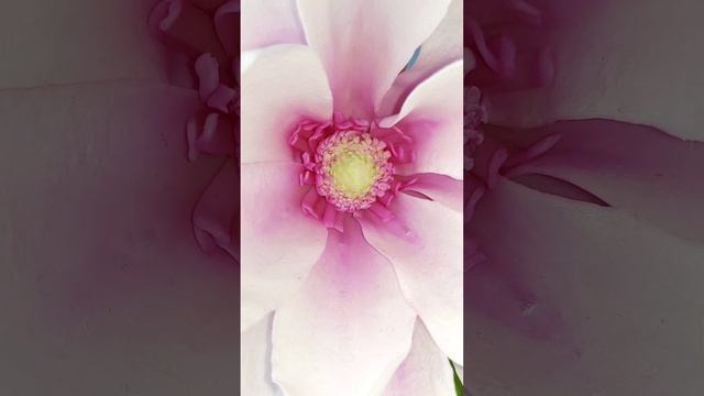 Магнолия Суланжа из холодного фарфора. смотреть онлайн