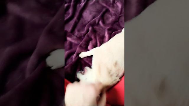 чихуахуа прячет зубы, chihuahua games teeth hidden not to scare mummy смотреть онлайн