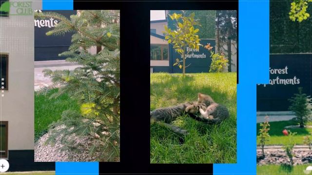 Презентация ЖК Forest Club в Варне (Болгария). Апартаменты и коттеджи смотреть онлайн