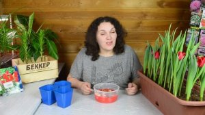 Сажаем тюльпаны и нарциссы весной ? Когда они зацветут? Можно ли сажать?