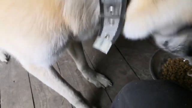 Корм для собак "БЭКС" ч.1. Реакция на корм Акита Ину.... ( собака очень избирательна в еде). смотреть онлайн