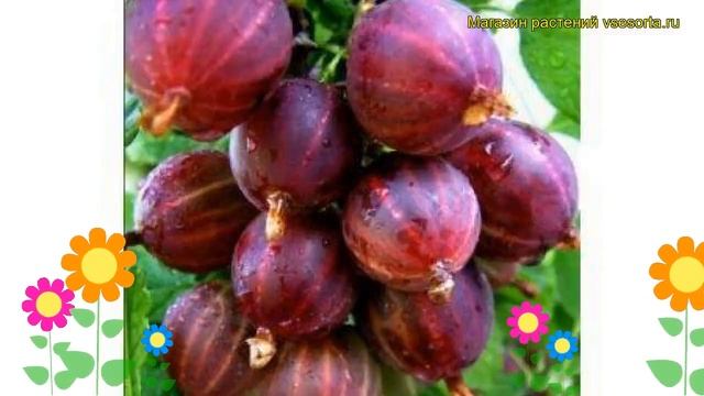 Крыжовник обыкновенный Сенатор. Краткий обзор, описание характеристик ribes uva crispa Senator смотреть онлайн