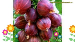 Крыжовник обыкновенный Сенатор. Краткий обзор, описание характеристик ribes uva crispa Senator