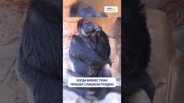 Успешный бизнес план с 0 смотреть онлайн