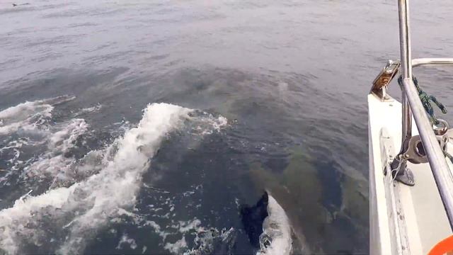 RYA Yachtmaster Ocean Qualifying Passage and Theory with Flying Fish in Australia смотреть онлайн