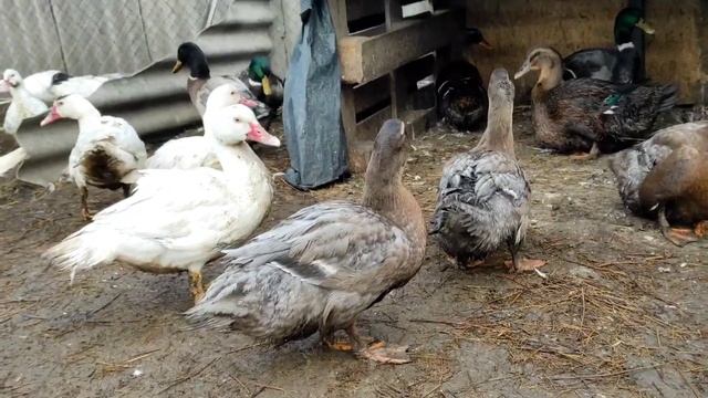 ОБЗОР НАШЕГО ХОЗЯЙСТВА! СЕМЕЙНАЯ ЭКОФЕРМА! ЛАВАНДОВЫЕ УТКИ, ПУХОВЫЕ КУРЫ! ДЕНЬ РОЖДЕНИЯ смотреть онлайн