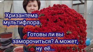 Хризантема мультифлора. Как сохраняю зимой и почему не оставляю на зиму в грунте.