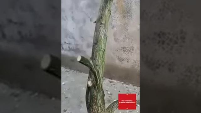 limon payvand qilish | лимон пайванд килиш смотреть онлайн