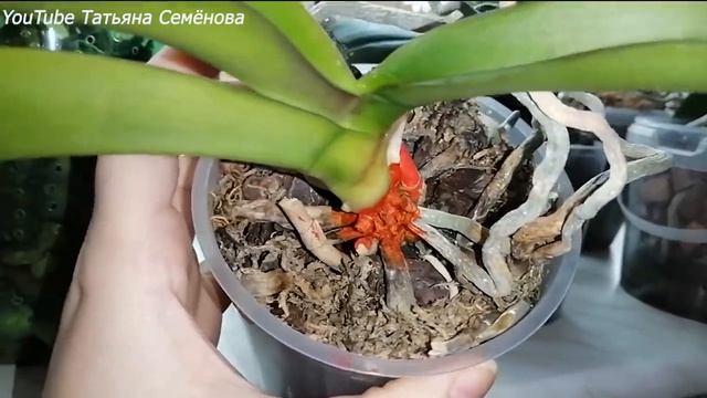 ?Реанимация орхидеи 2. Незримое.? смотреть онлайн