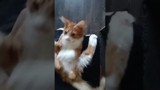 #красота #мама #love #мамавдекрете #счастье #happy #family #любовь #дети #семья смотреть онлайн