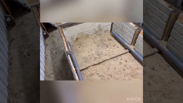 Доставка Племенных поросят ДЮРОК