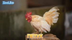 КАК ГОВОРИТ ПЕТУХ / КРИК ПЕТУХА ?

#петух #крик_петуха #как_говорит_петух