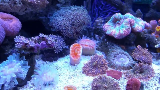 Saltwater Coral - Super Sun Coral смотреть онлайн