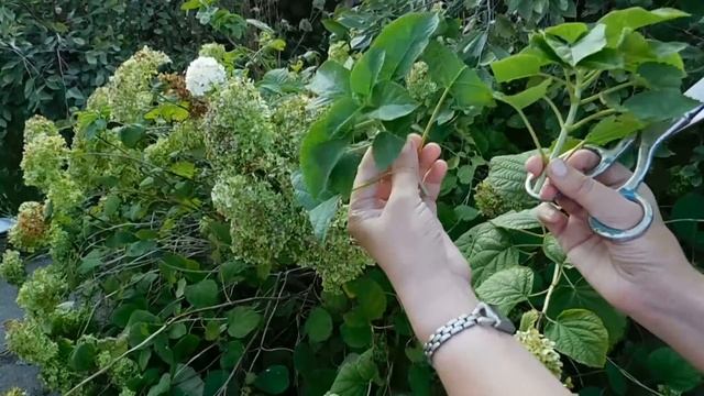 Гортензия Древовидная ! Размножение черенком ! смотреть онлайн