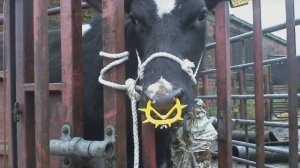 Отучить телёнка и корову сосать молоко