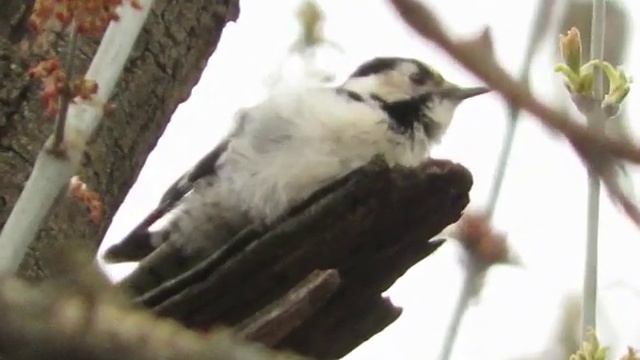 Малый пестрый дятел1 смотреть онлайн