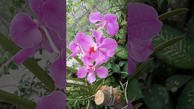 ADENIUM OBESUM | ROSES | HIBISCUS | MOST BEAUTIFUL FLOWERS #nature #flowers #flower