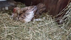 Мускусные утки Забирать или оставлять яйцо в гнезде индоуткам. Сядит ли утка на гнездо без яиц Жизн