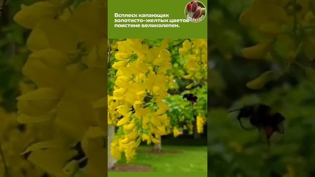 Бобовник Seedlandia.ru - семена и саженцы кедр корейский ель голбая Мажестик ель Colorado Green ду смотреть онлайн