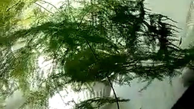 "Комнатные цветы" - Аспарагус Плюмозус Asparagus Plumosu. Уход и размножение в домашних условиях. смотреть онлайн