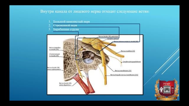 Парасимпатический отдел вегетативной нервной системы