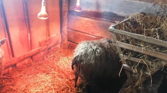 Окот у овец / Прибавление в хозяйстве / Окот в мороз / смотреть онлайн