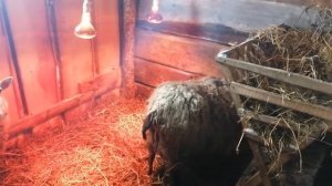 Окот у овец / Прибавление в хозяйстве / Окот в мороз /