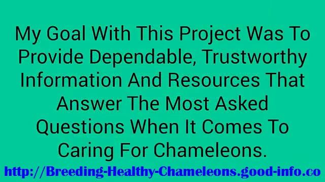 Panther Chameleon Care, Sambava Panther Chameleon, Ambilobe Panther Chameleon For Sale смотреть онлайн